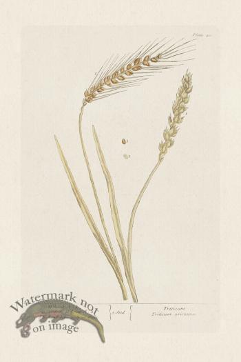 BEE 040 Wheat No 1